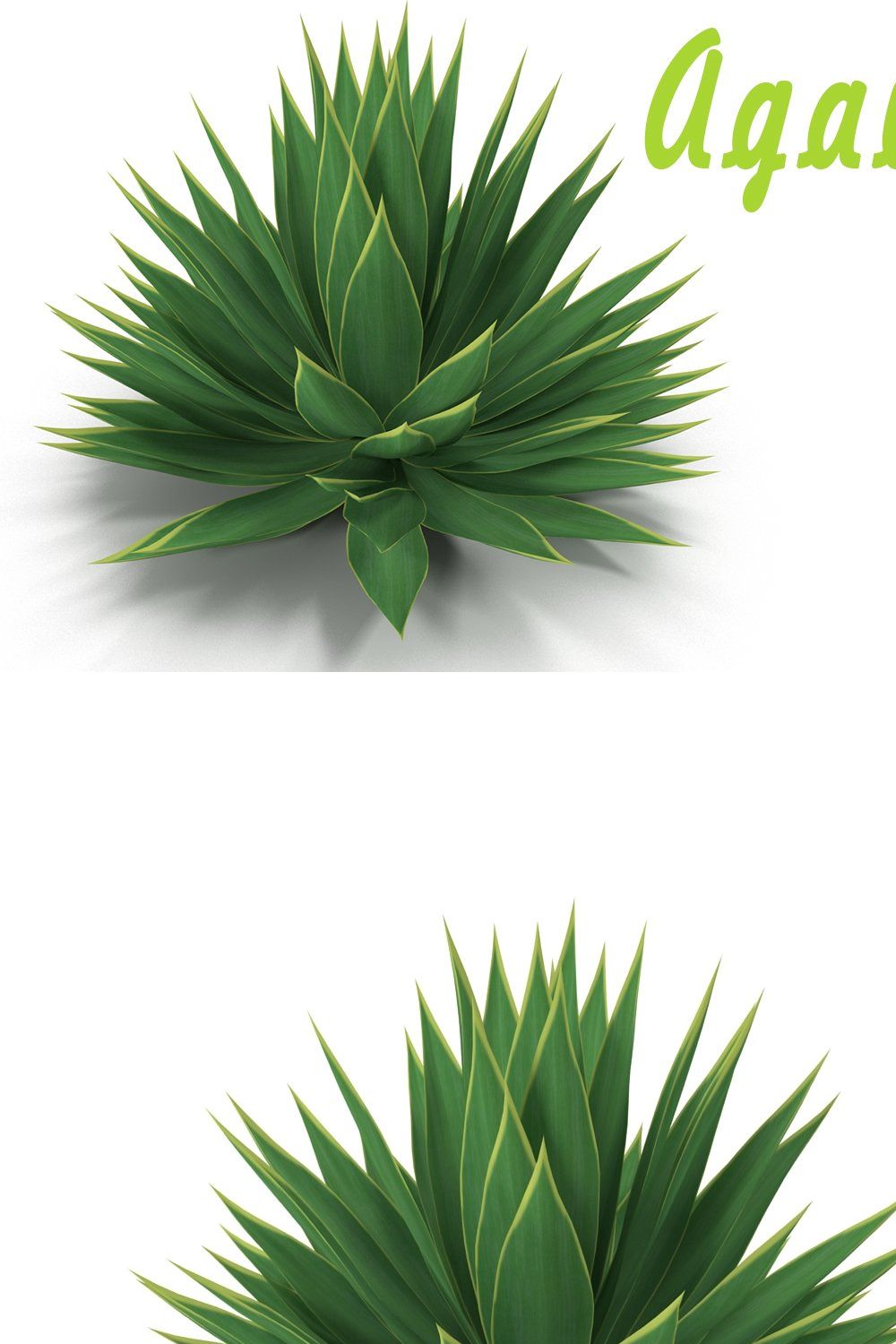 Agave pinterest preview image.