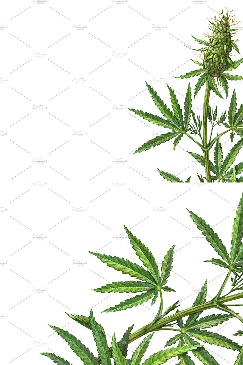 Cannabis Plant Drawing Isolated pinterest preview image.