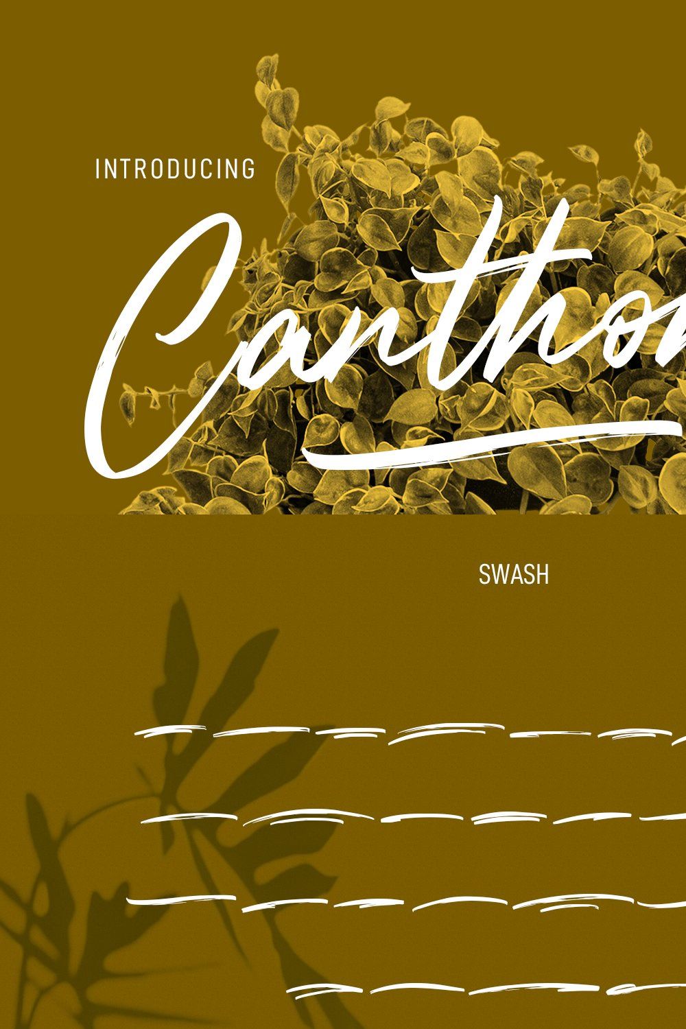 Canthonys Brush Script Font pinterest preview image.