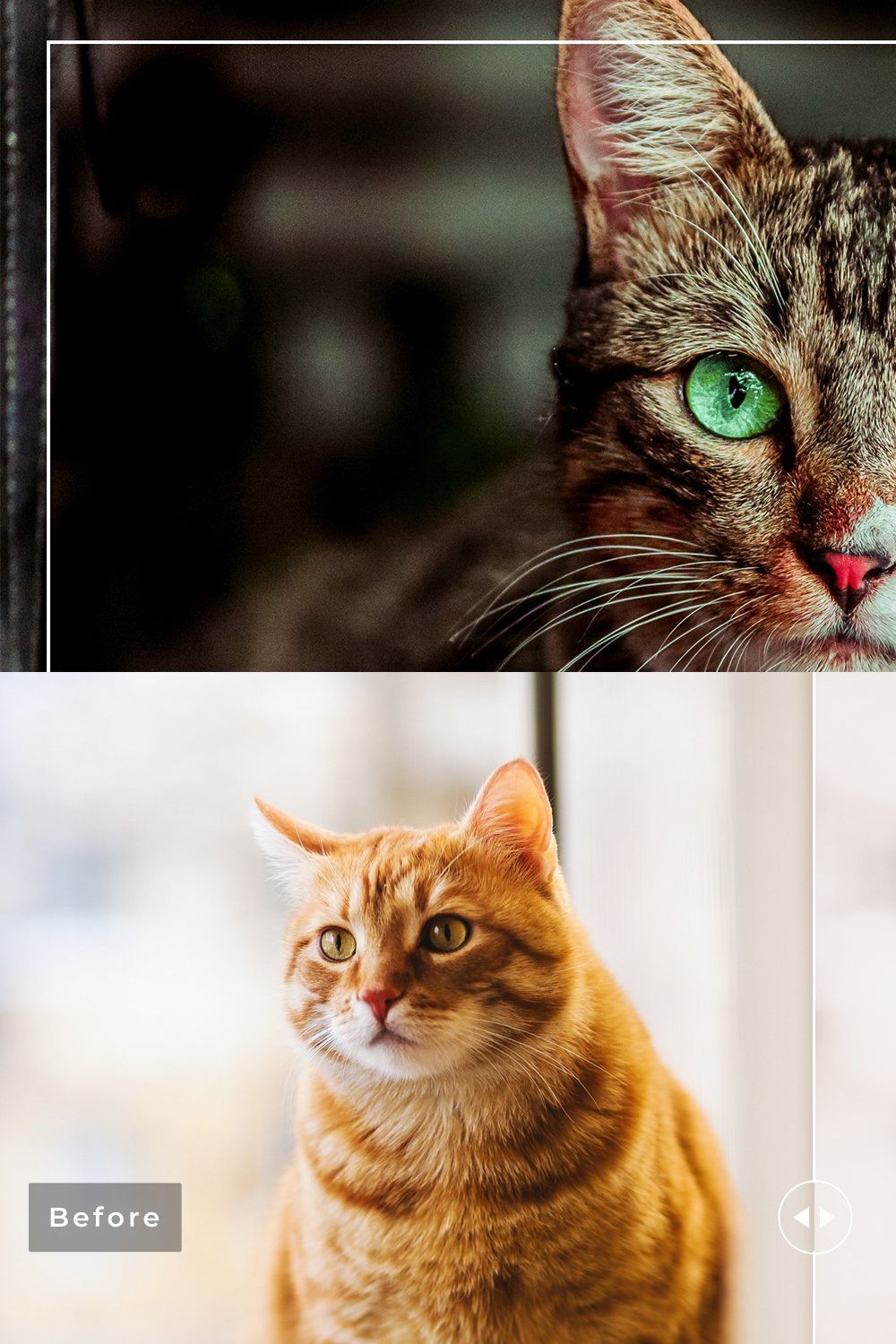 Cats Love Lightroom Presets Pack pinterest preview image.