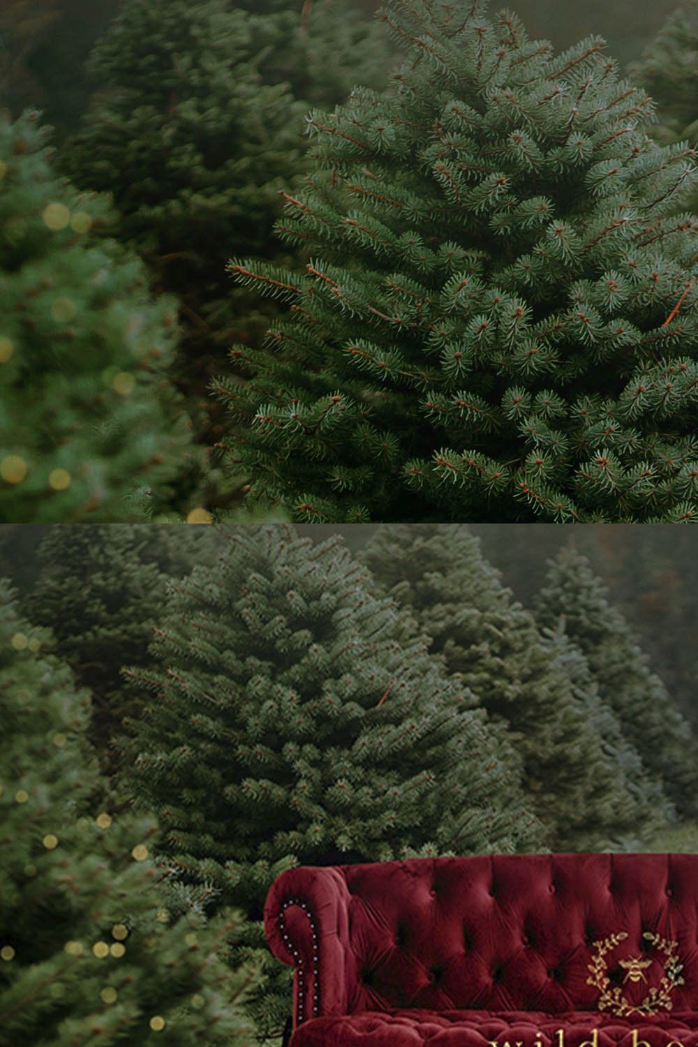 Christmas Tree Farm Digital Backdrop pinterest preview image.