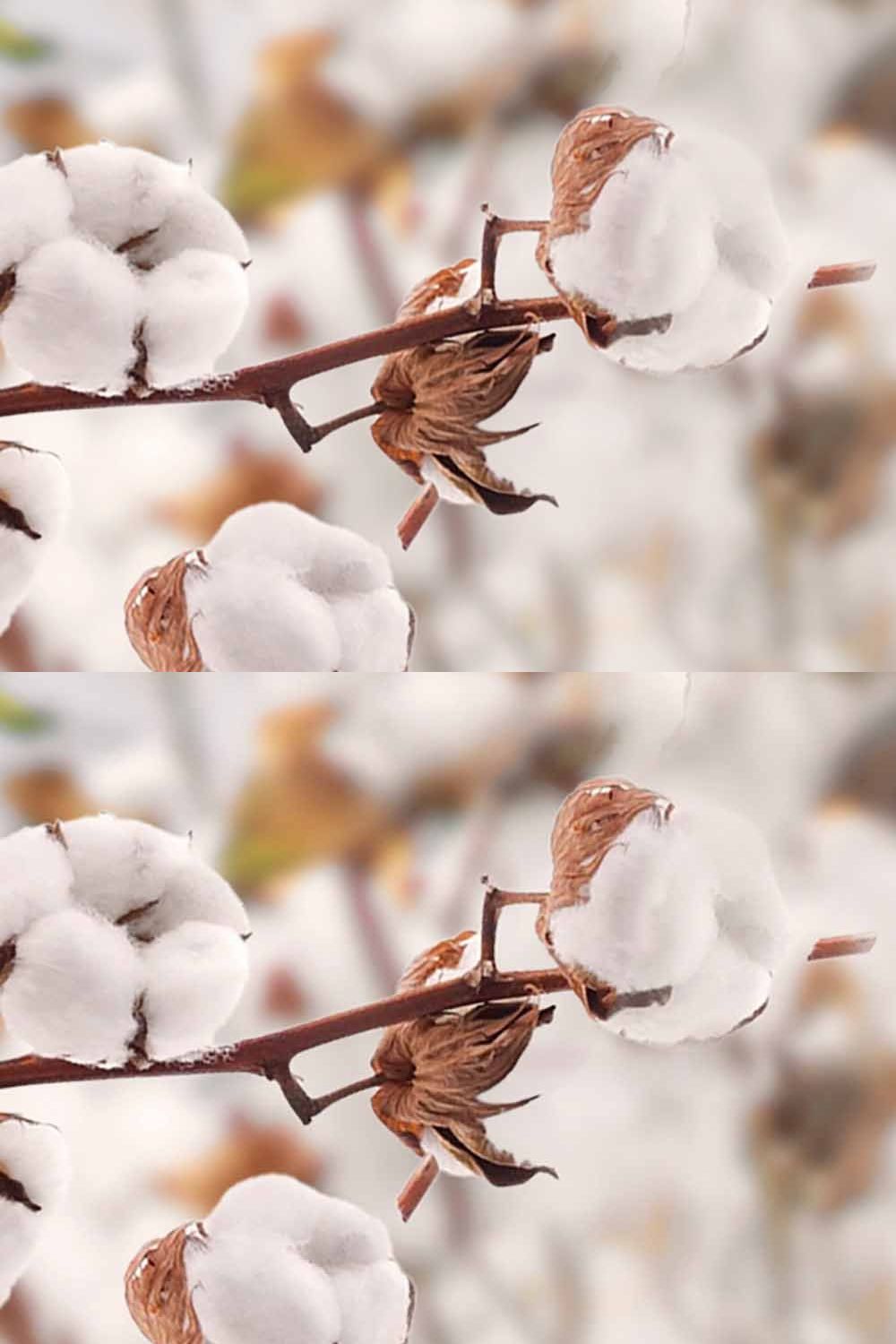 Cotton Field Digital Backdrop pinterest preview image.