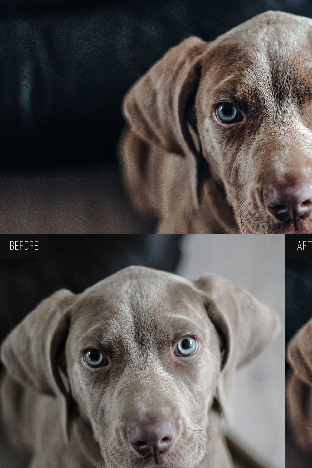 Dog Days Lightroom Presets pinterest preview image.