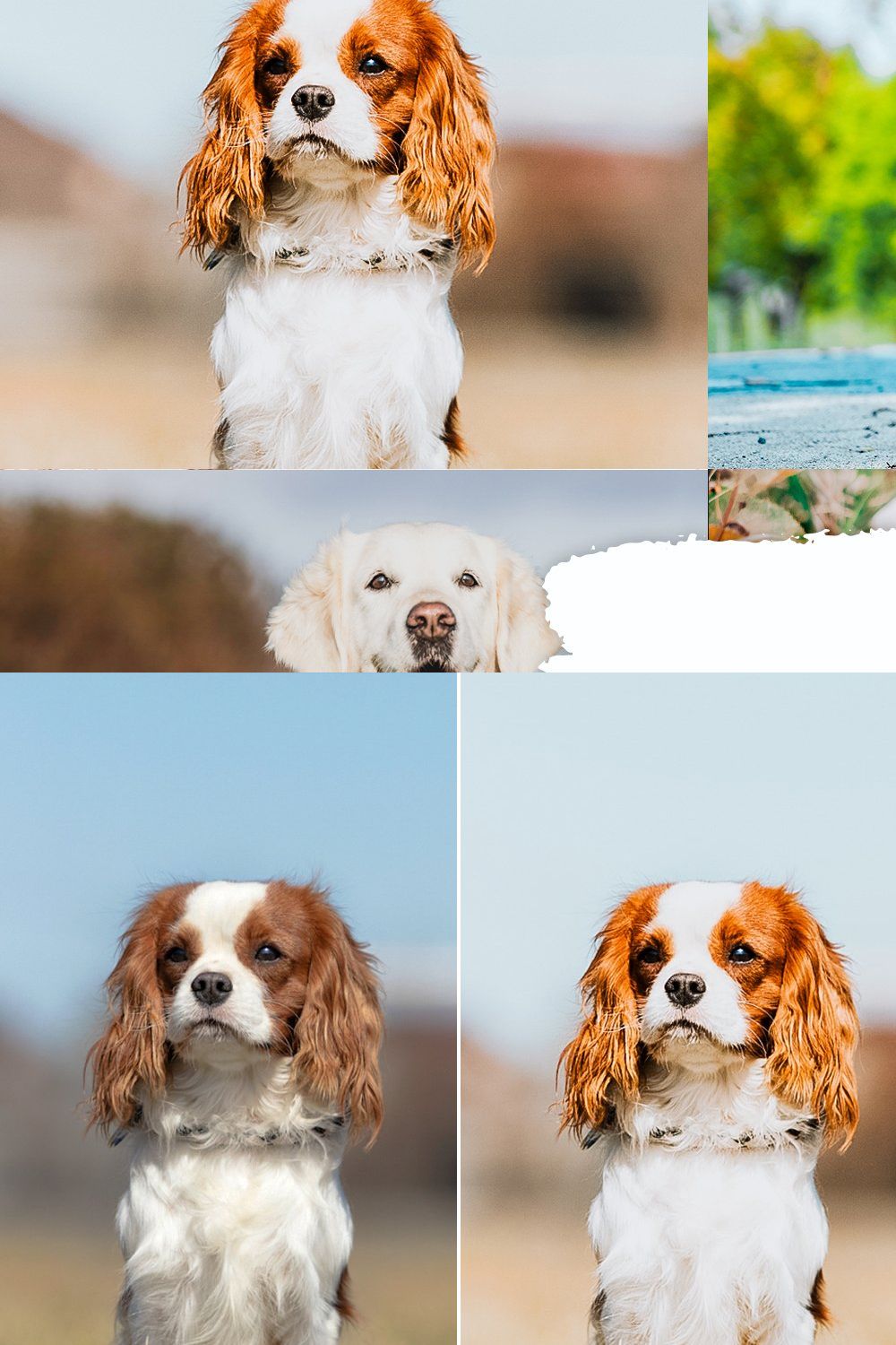 Dog Lovers Lightroom Presets pinterest preview image.