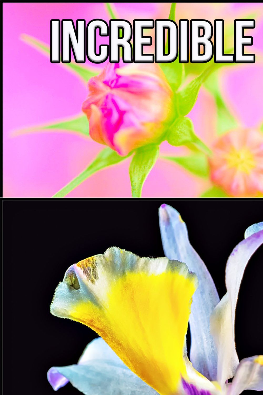 Incredible Flowers Profiles pinterest preview image.