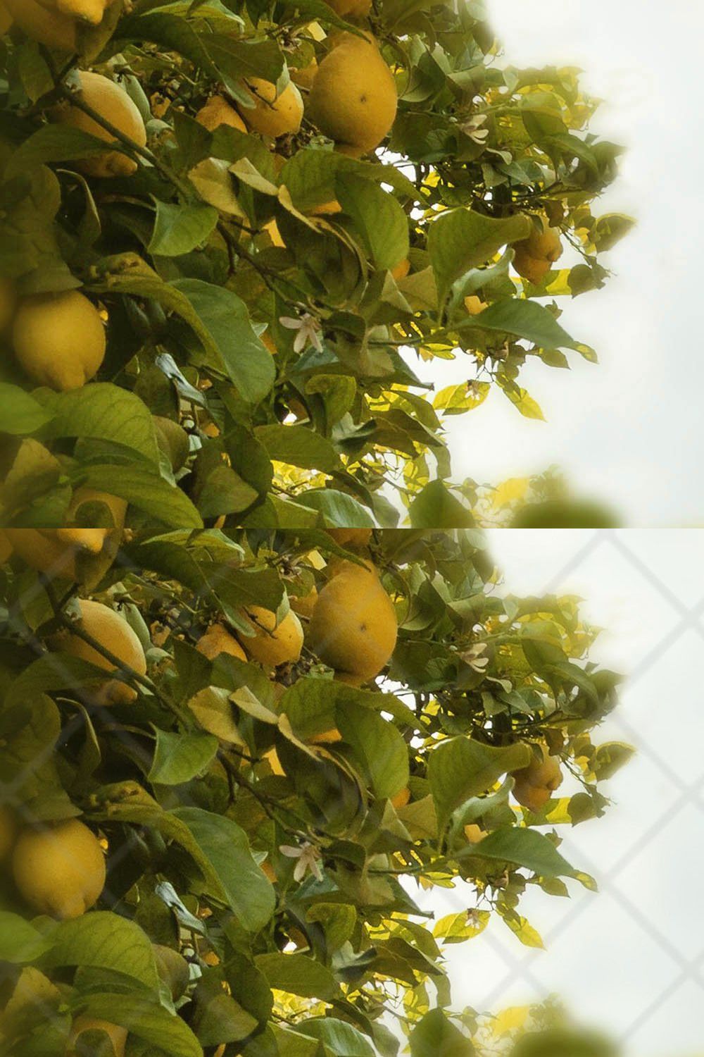 Lemon Grove Digital Backdrop pinterest preview image.