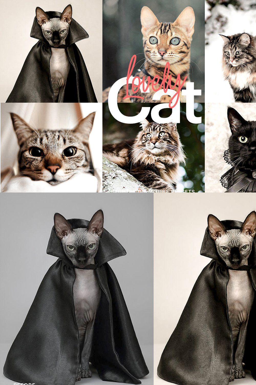 Lightroom Preset-Lovely Cat Theme pinterest preview image.