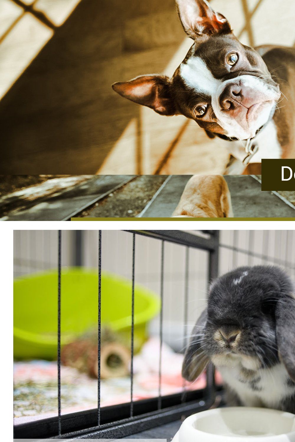 Lovely Pets Lightroom Presets pinterest preview image.