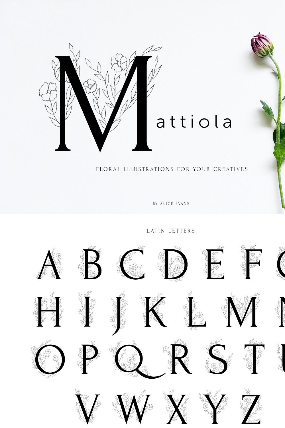 Mattiola font Floral illustrations pinterest preview image.