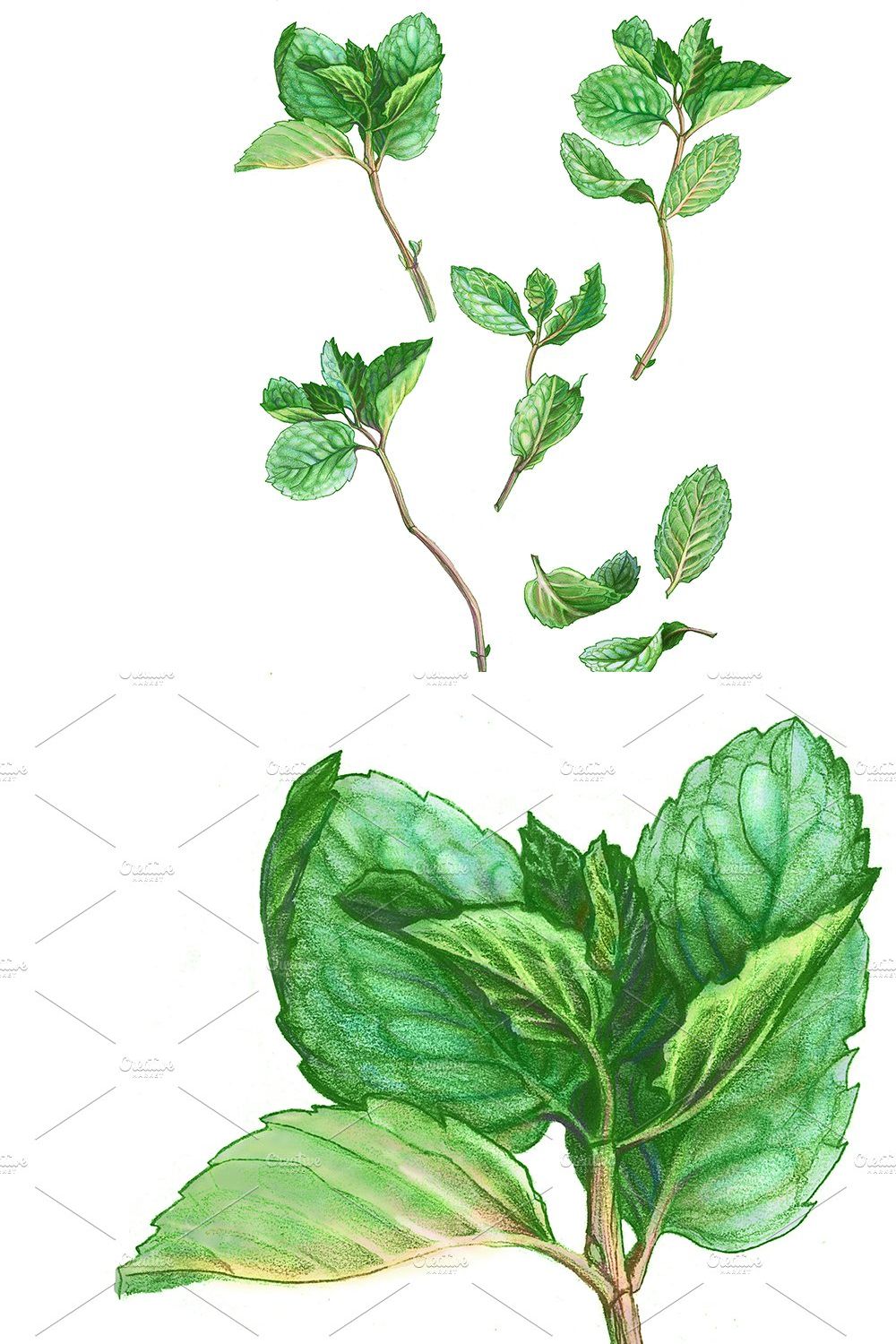 Mint Leaves & Stems Pencil Drawing pinterest preview image.