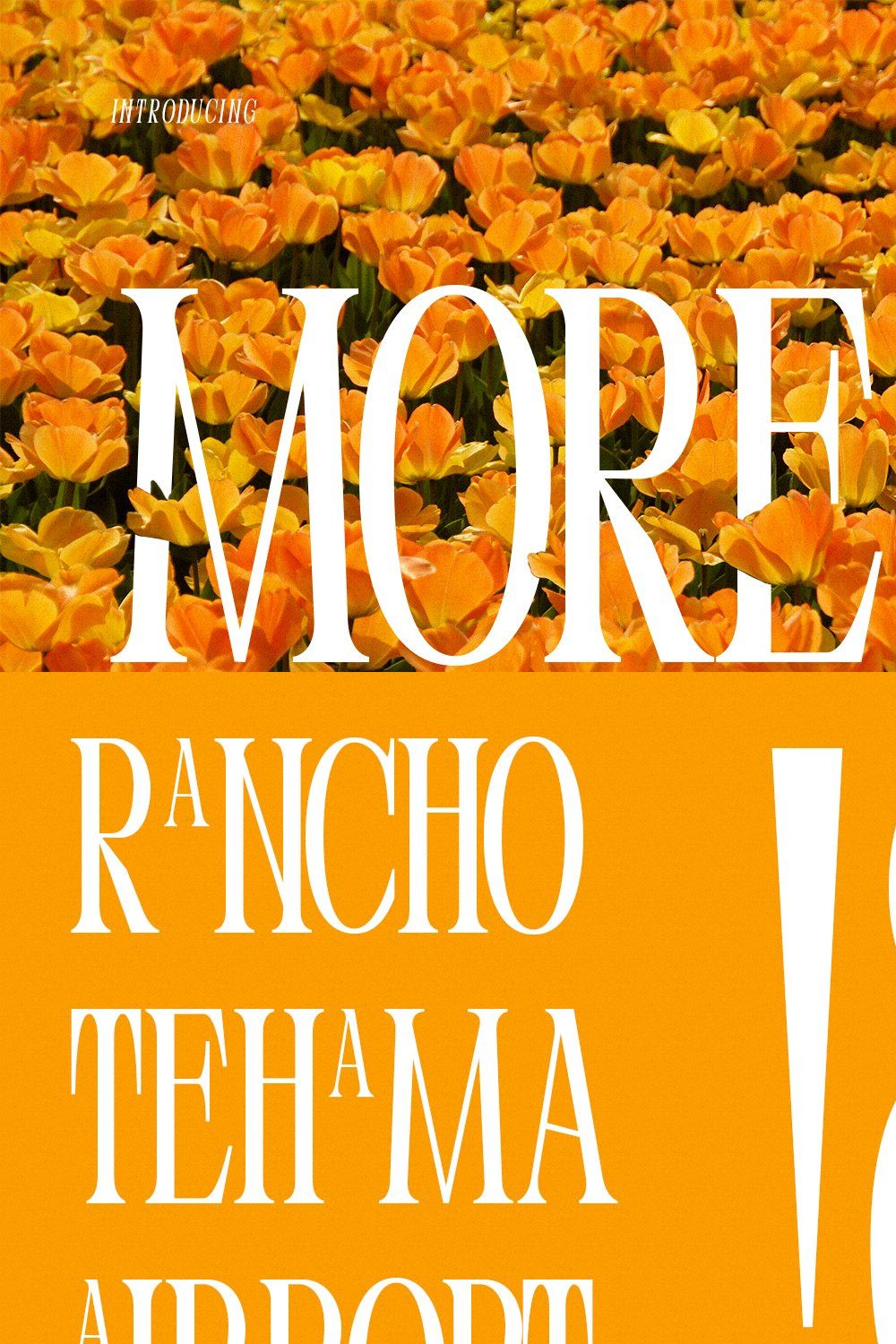 Moresh Serif Display Font pinterest preview image.