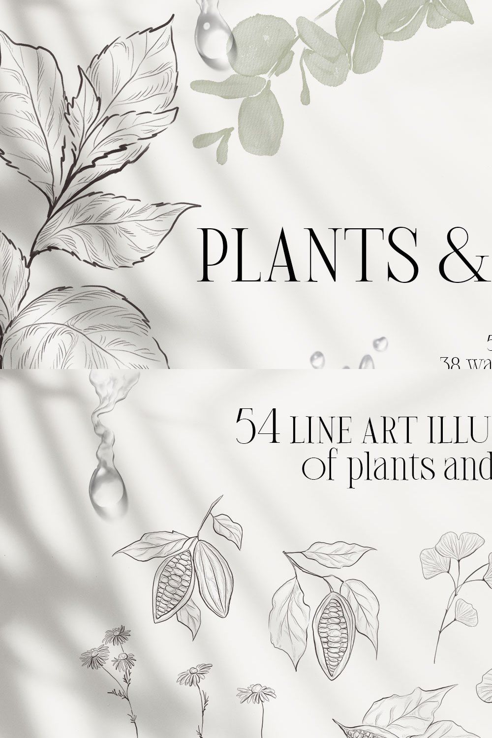 PLANTS & HERBS illustrations set pinterest preview image.