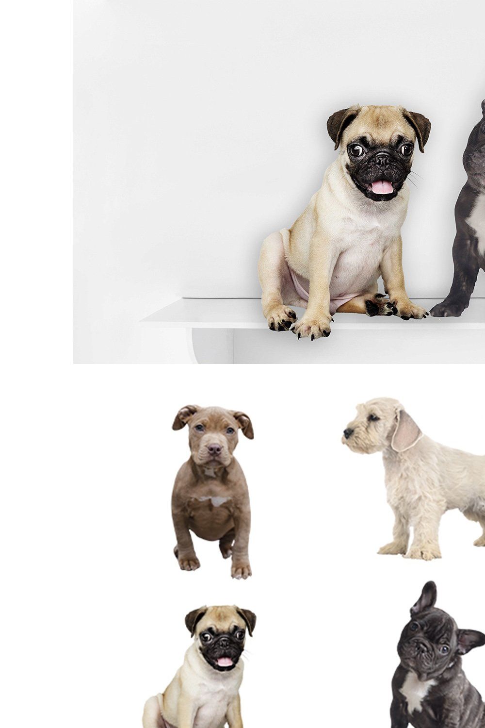 Puppy Overlays, PNG pinterest preview image.