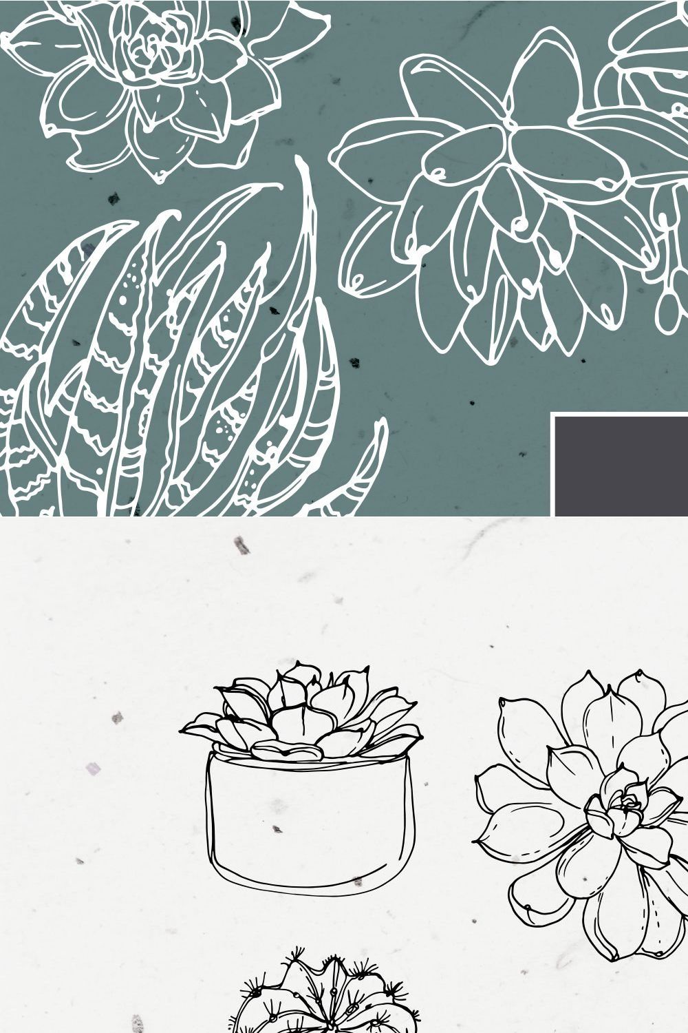 Succulents and cacti pinterest preview image.