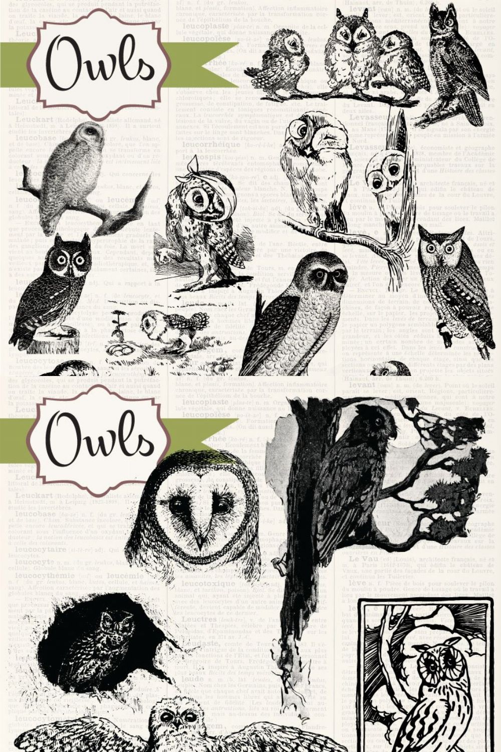 Vintage Owls Clipart & Brushes pinterest preview image.