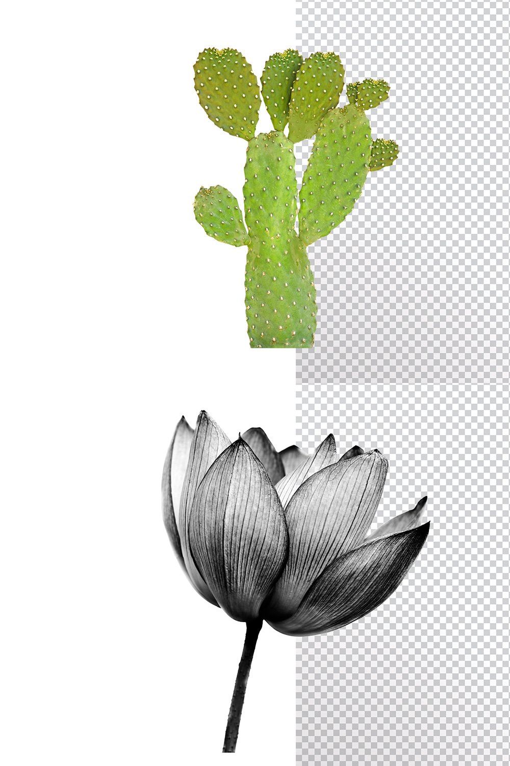 White Background Remover pinterest preview image.