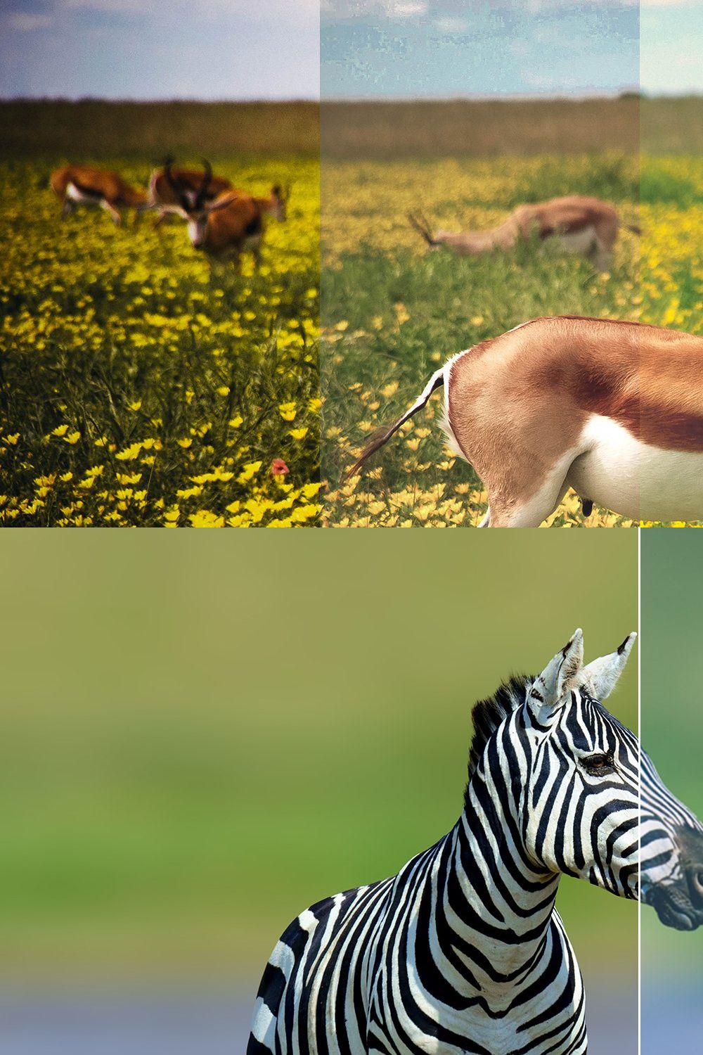 Wildlife Mobile LR and ACR Presets pinterest preview image.