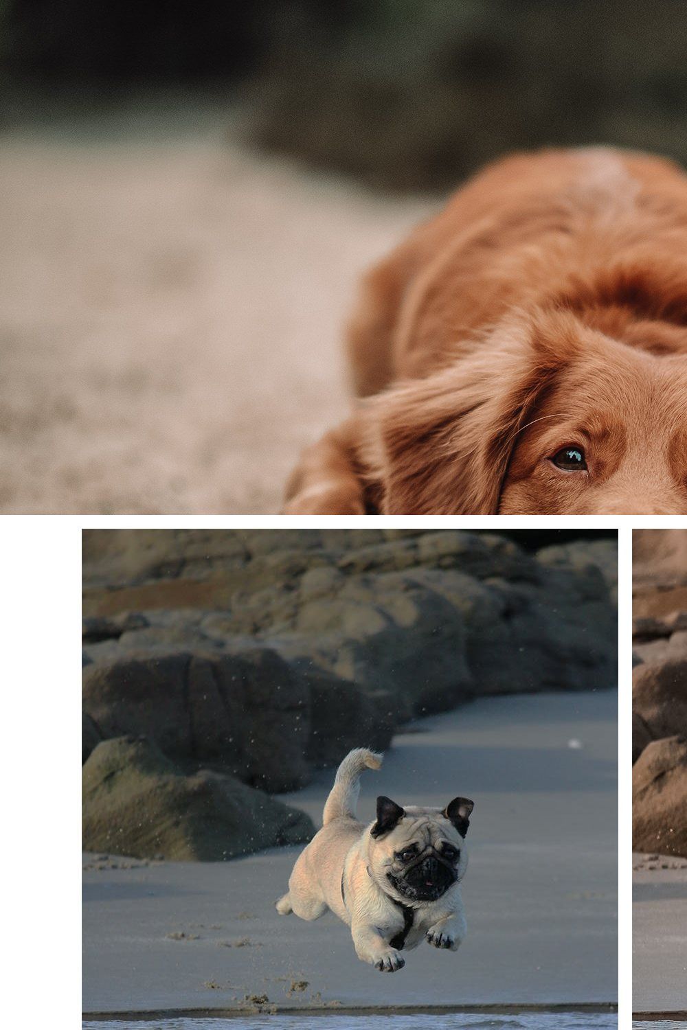 World of Pets Dogs Lightroom Presets pinterest preview image.