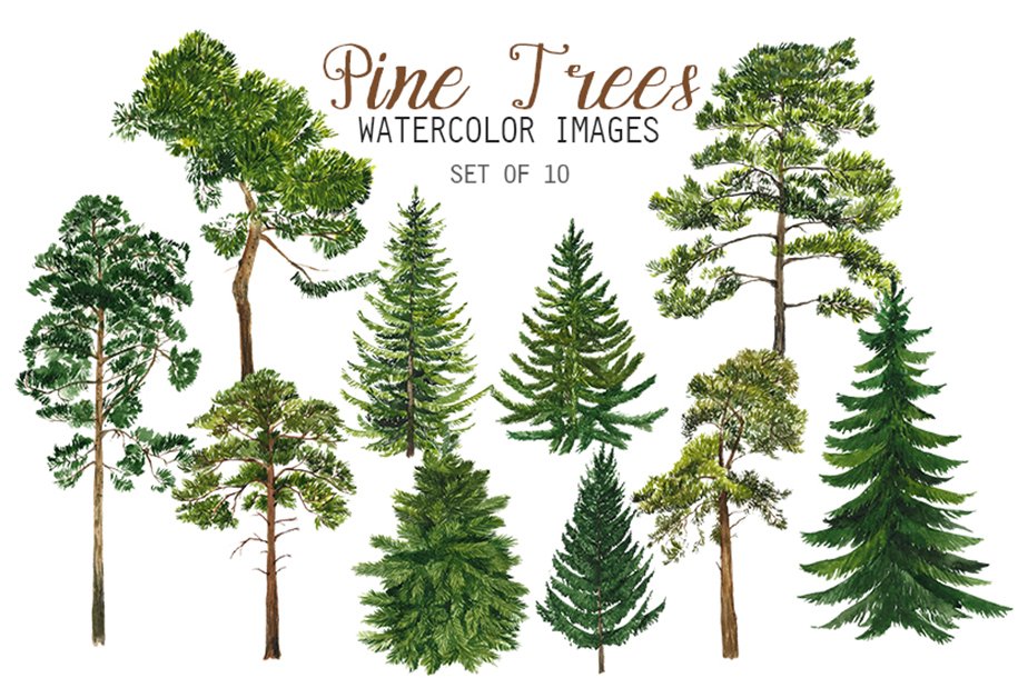 Pine trees watercolor images set of 10.