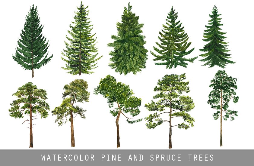 Collection of different types of trees.
