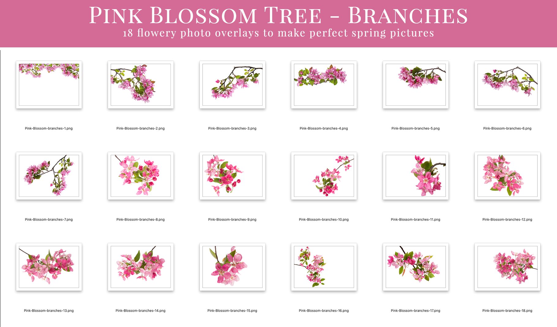 pink blossom tree photo overlays branches 896