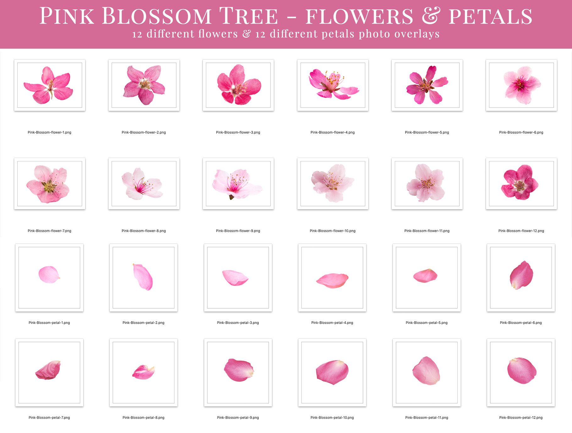 pink blossom tree photo overlays flowerspetals 237