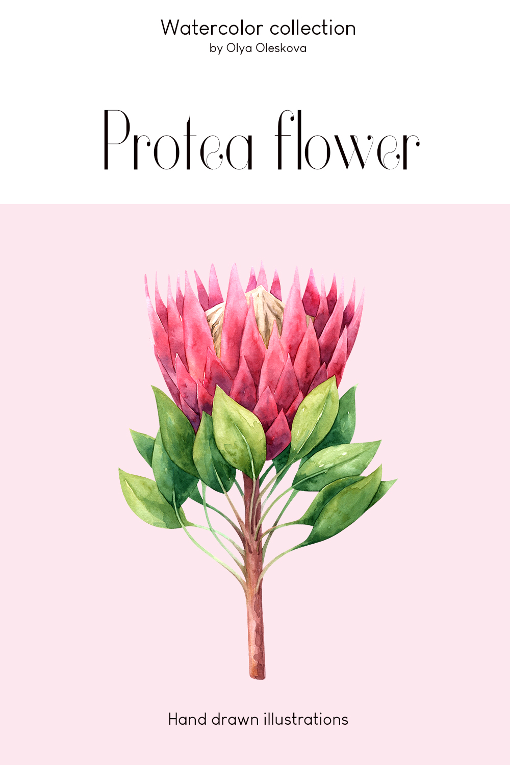 Watercolor protea flowers pinterest preview image.