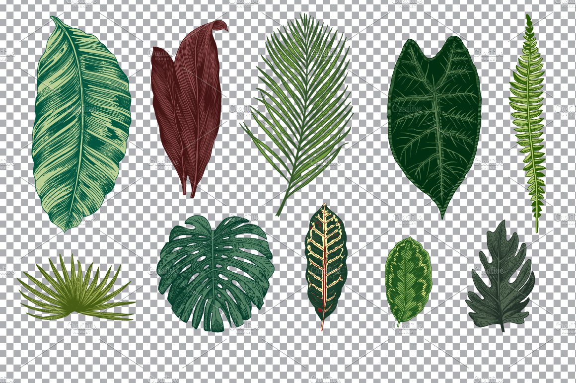 Set of different types of leaves.