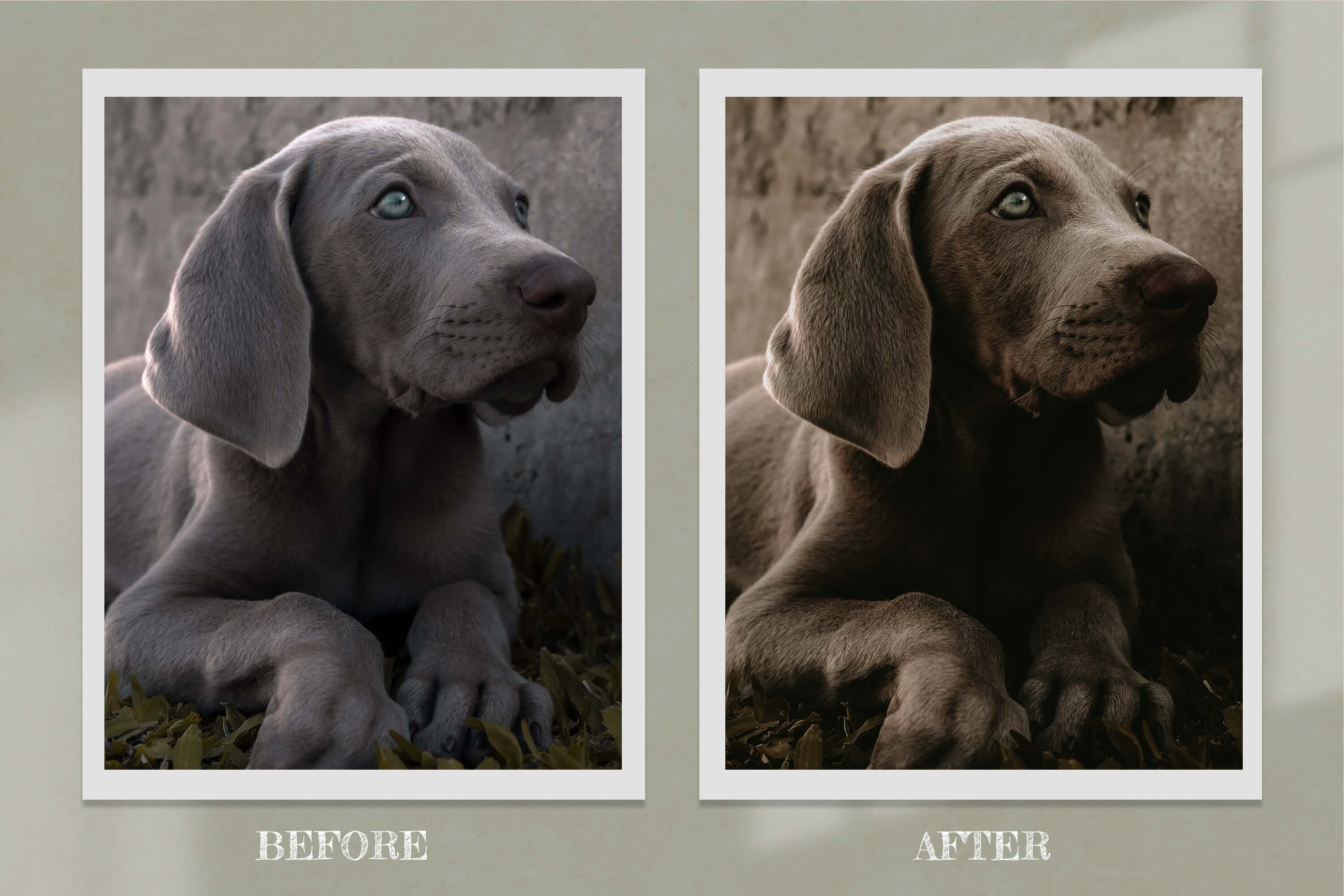 poster furry friends color correction 08 978