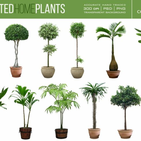 Bunch of potted plants in different shapes and sizes.