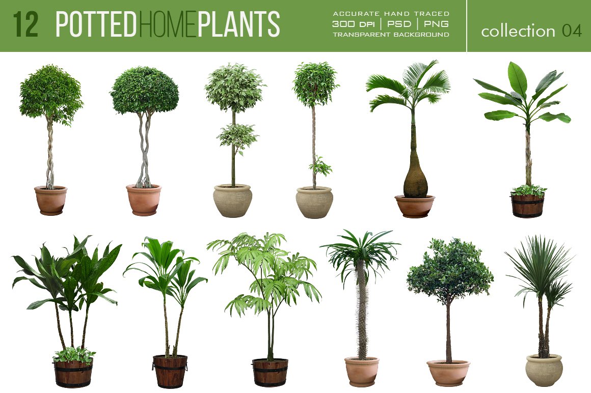 Bunch of potted plants in different shapes and sizes.