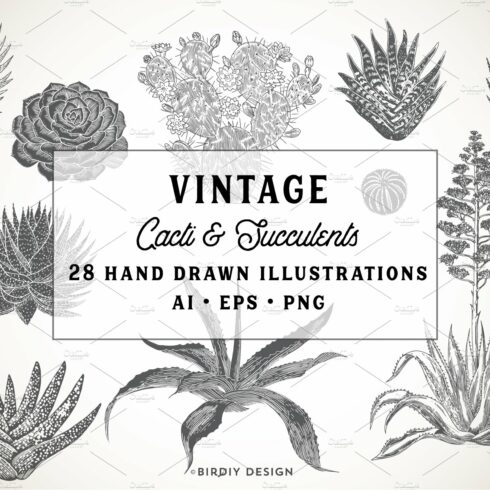 Hand Drawn Succulents & Cacti Set cover image.