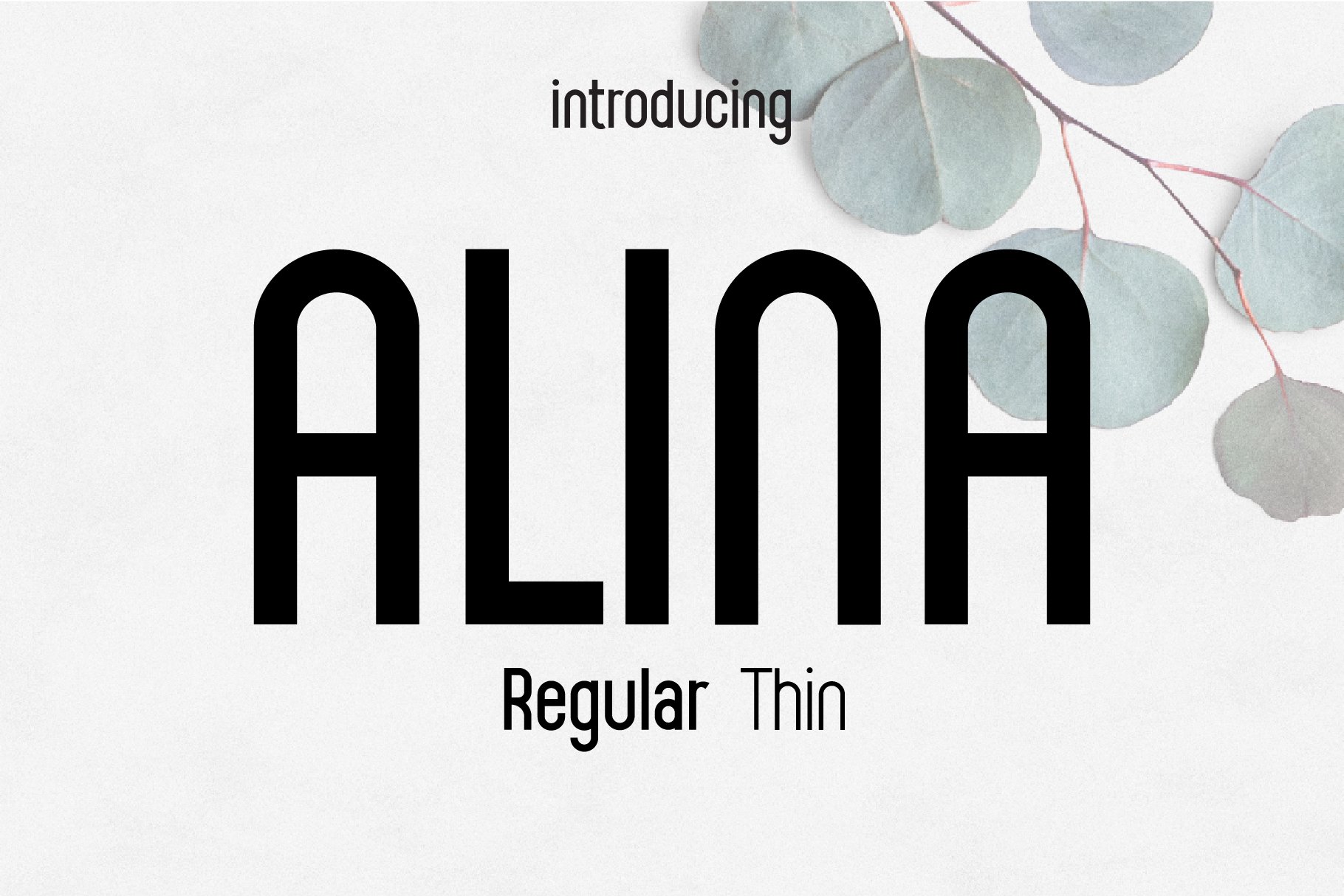 Alina font cover image.