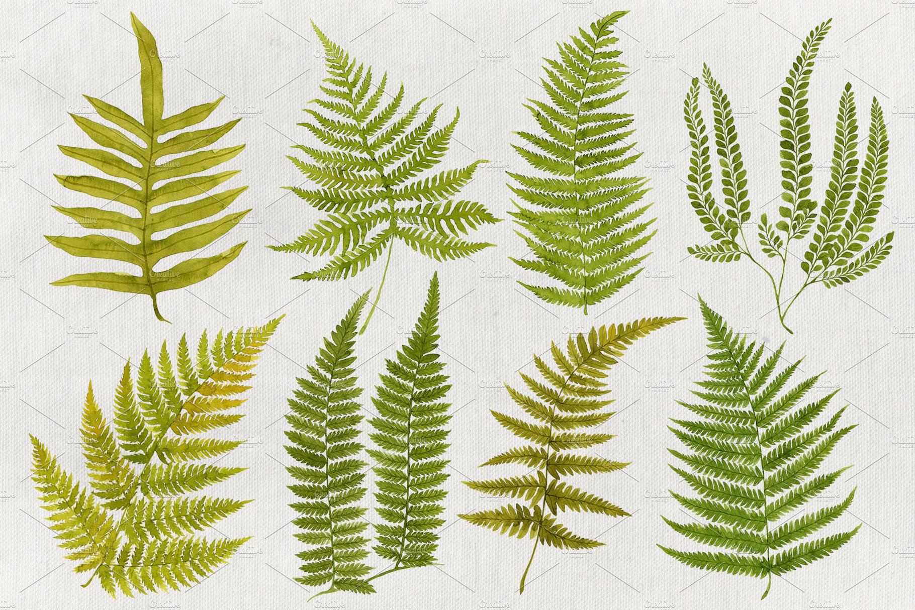 25 Watercolor Ferns preview image.