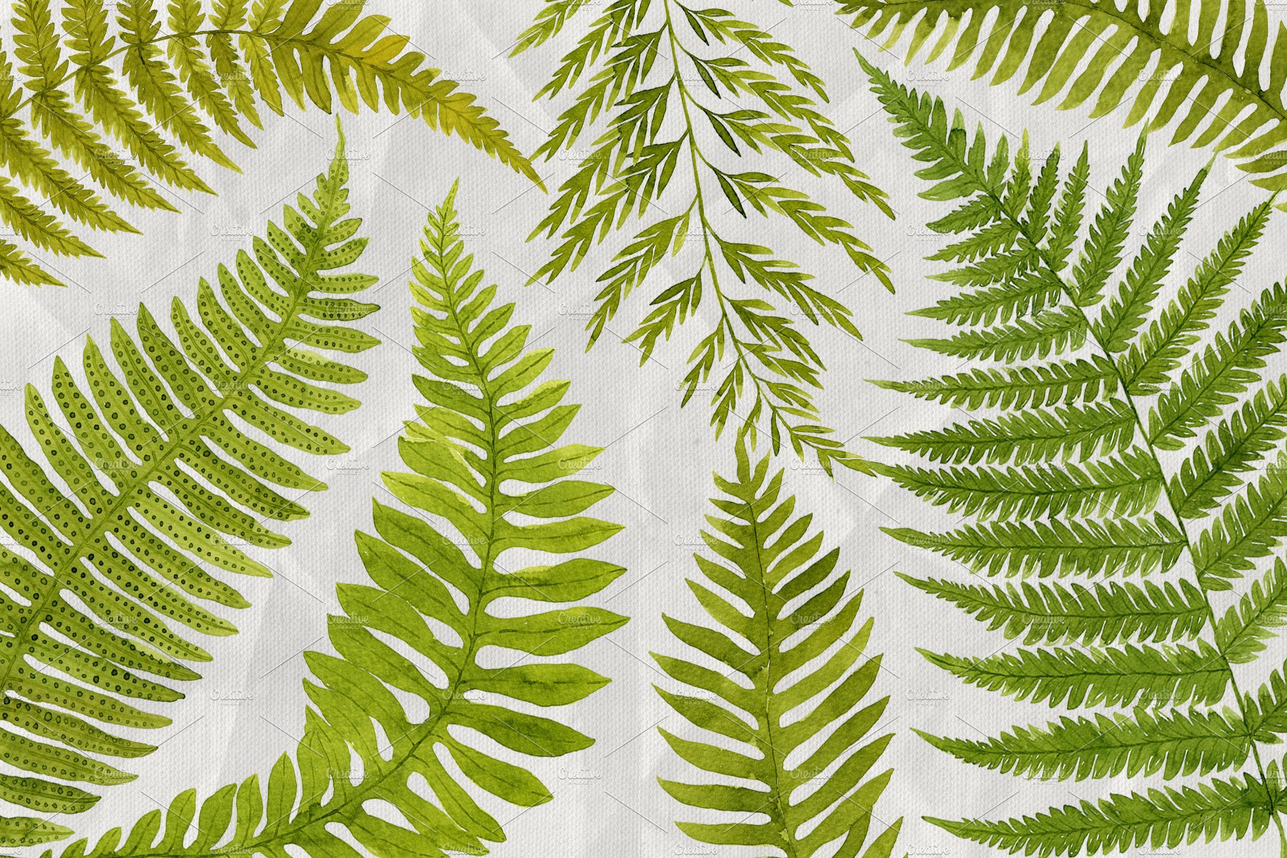 Bunch of green leaves on a white background.