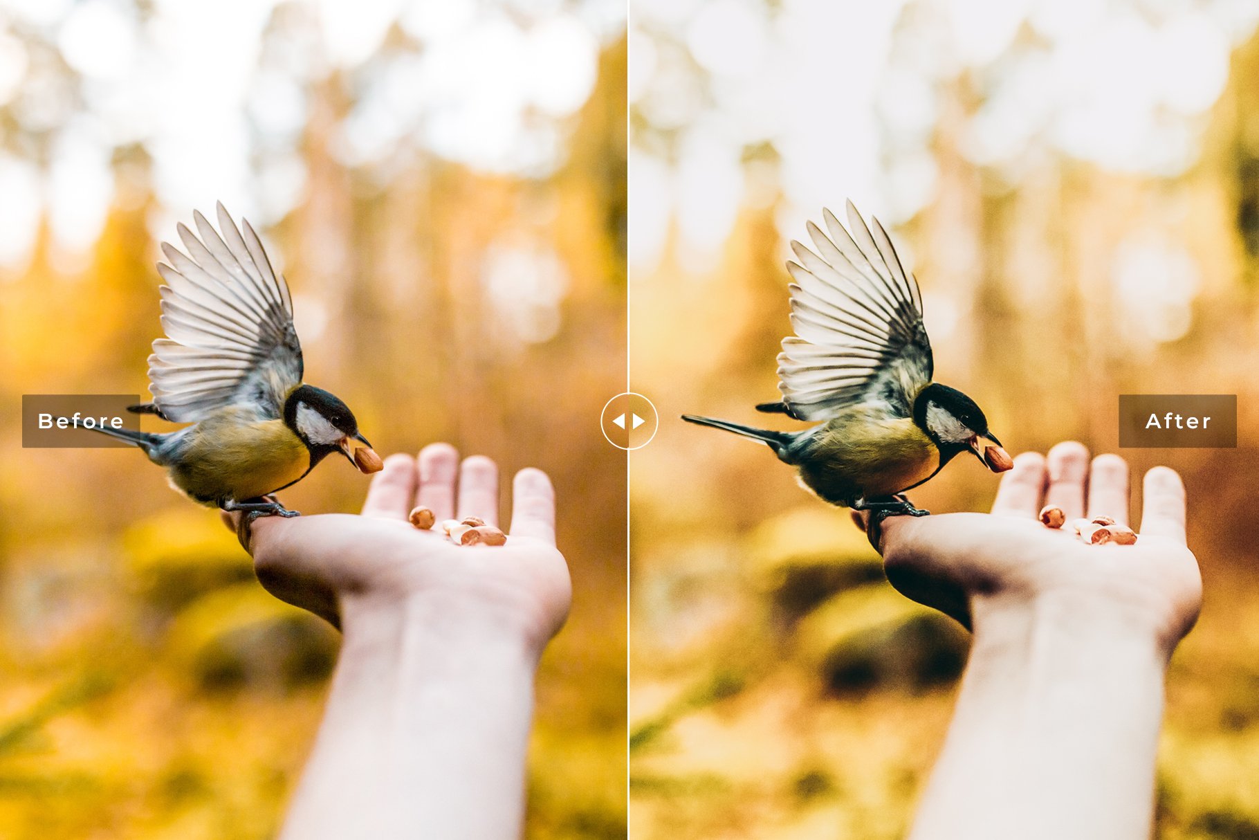 Birds & Wings Lightroom Presets Packpreview image.