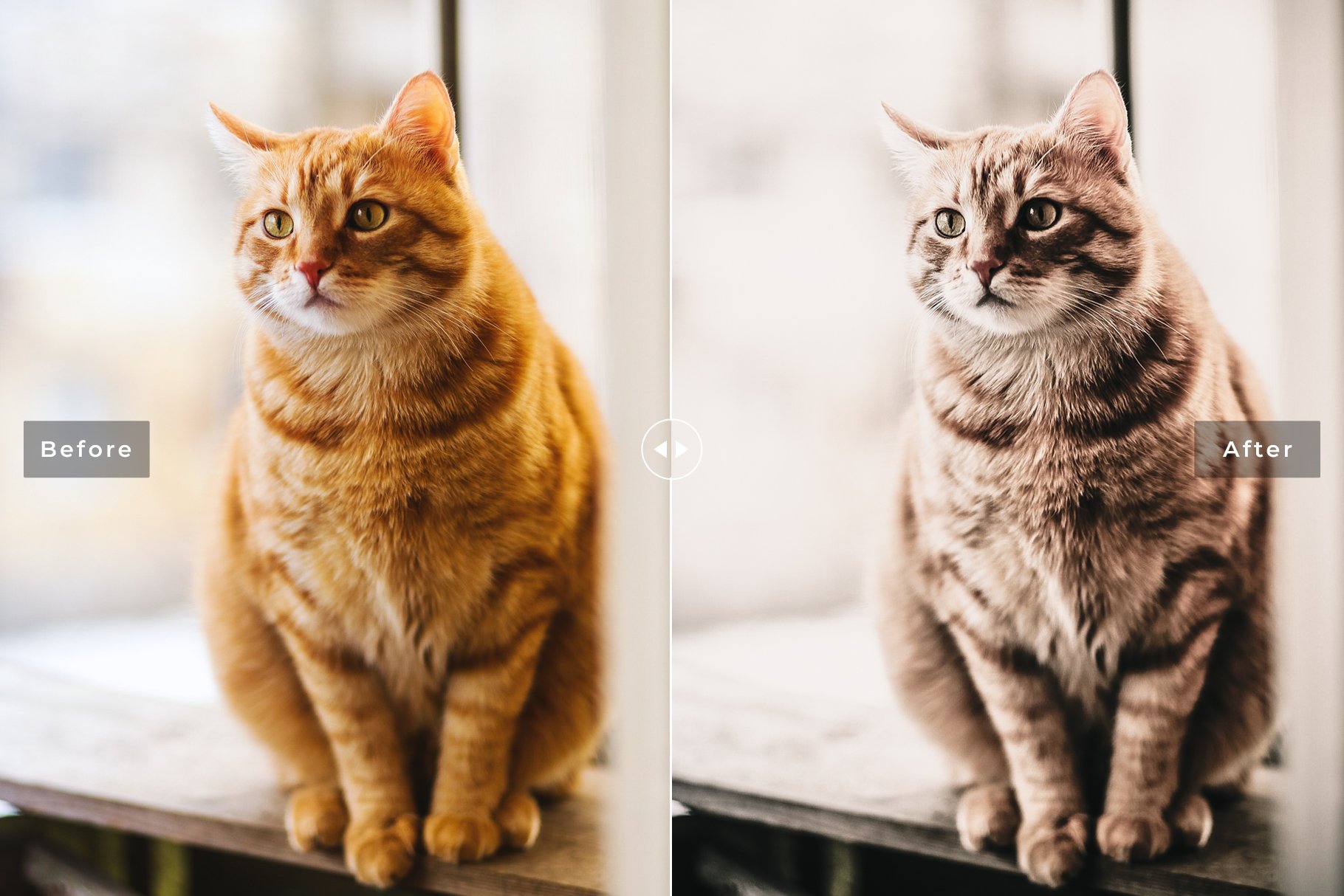 Cats Love Lightroom Presets Packpreview image.
