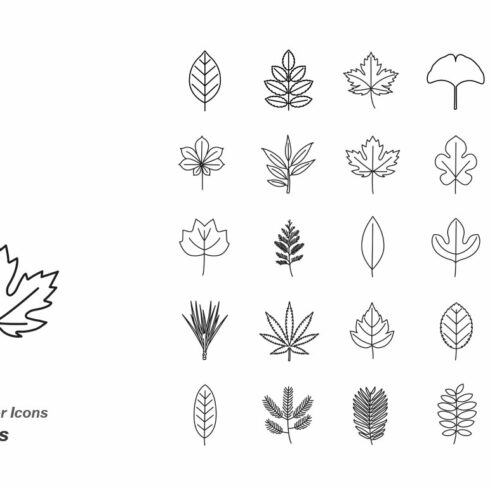 Line drawing of different types of leaves.