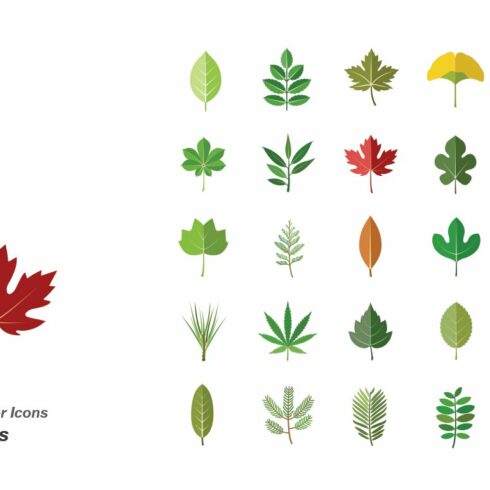 Bunch of different types of leaves on a white background.