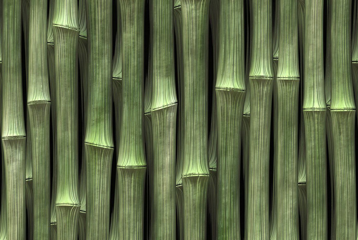 Close up view of a bamboo plant.