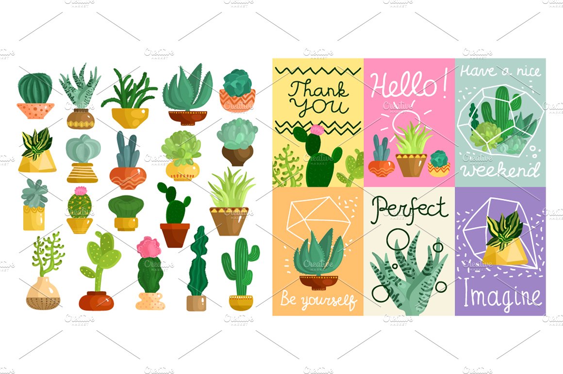 Variety of cactus and succulent plants.