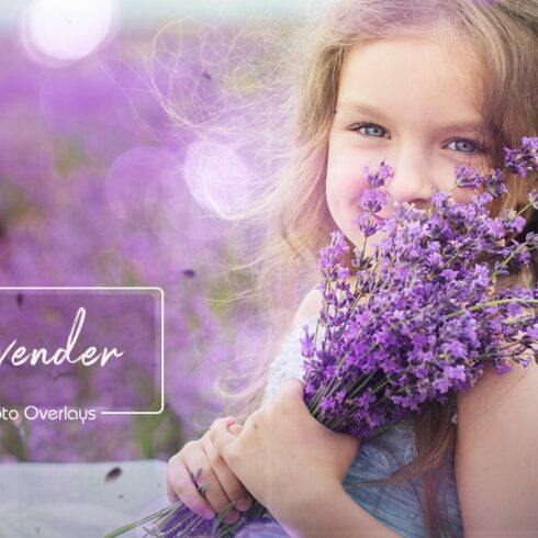 40 Lavender Overlayscover image.