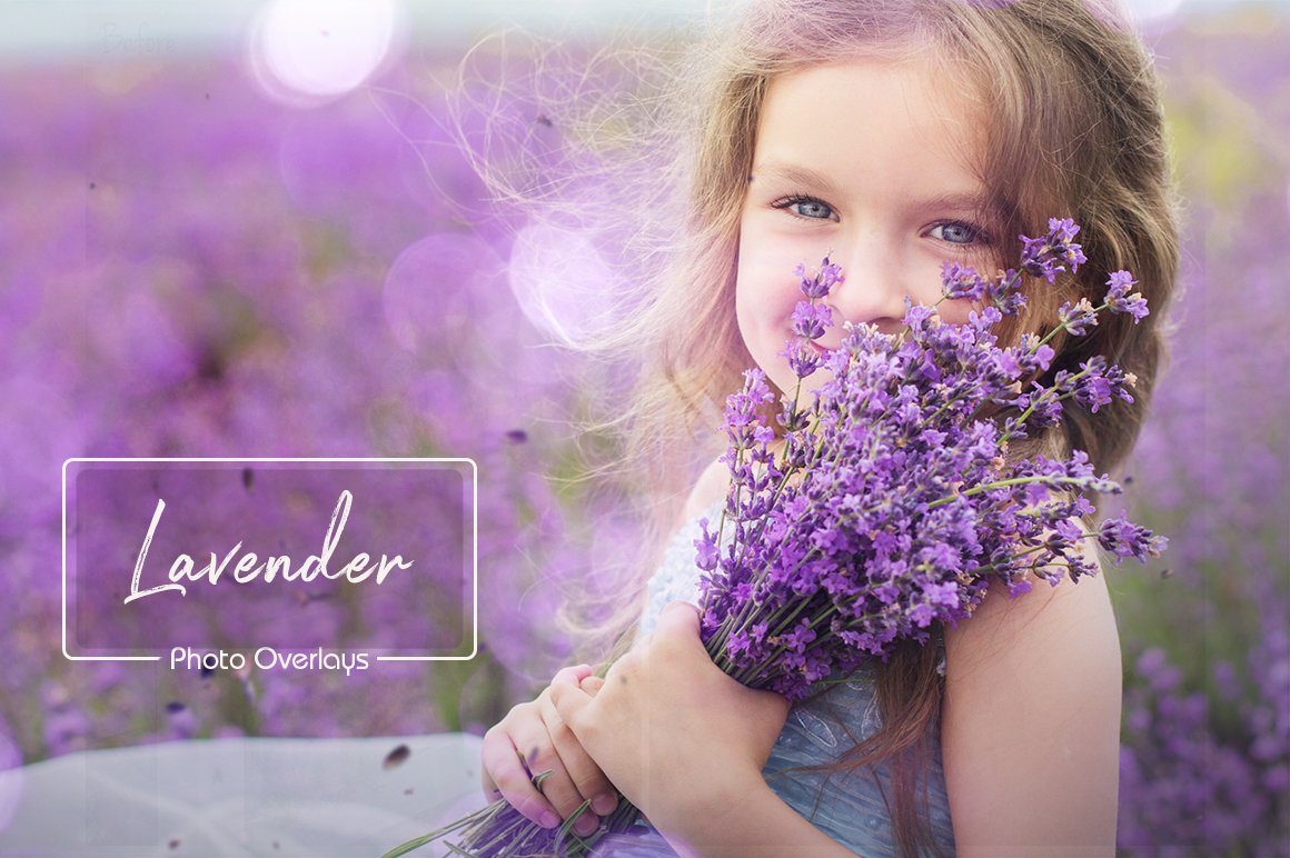 40 Lavender Overlayscover image.