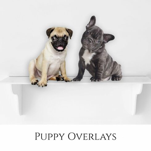 Puppy Overlays, PNGcover image.