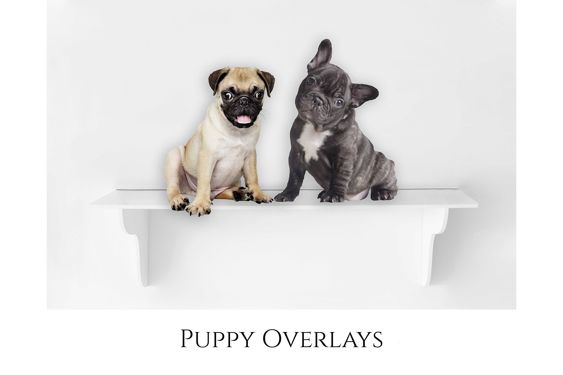 Puppy Overlays, PNGcover image.