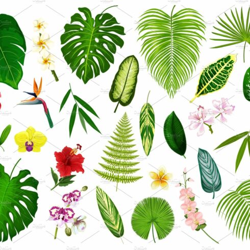 Variety of tropical leaves and flowers.