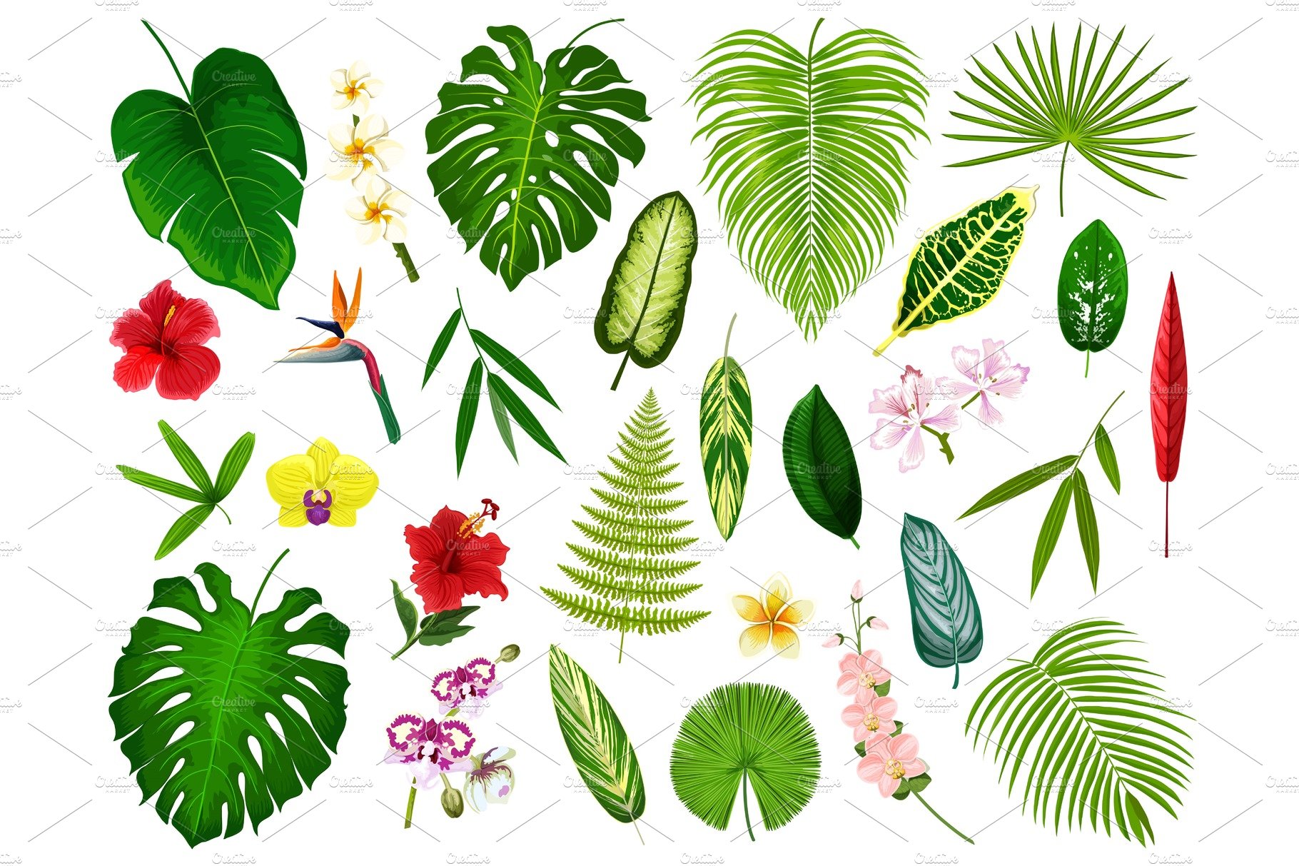 Variety of tropical leaves and flowers.