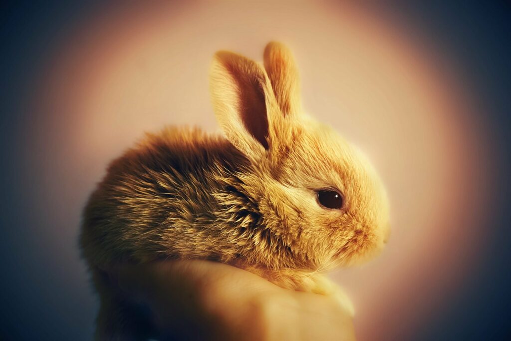 Soft Focus 3 Photoshop Action – MasterBundles