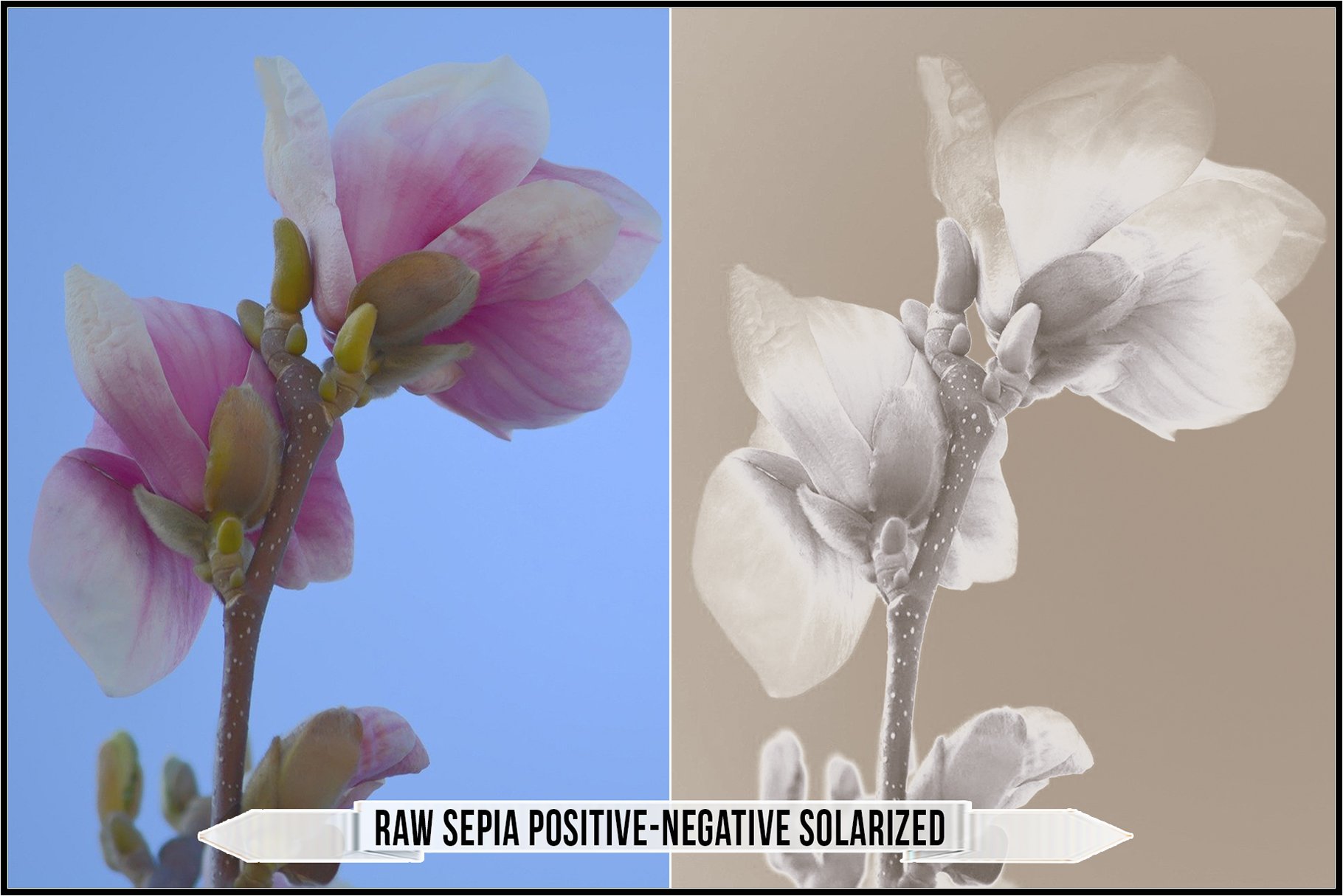 raw sepia positive negative solarized 362