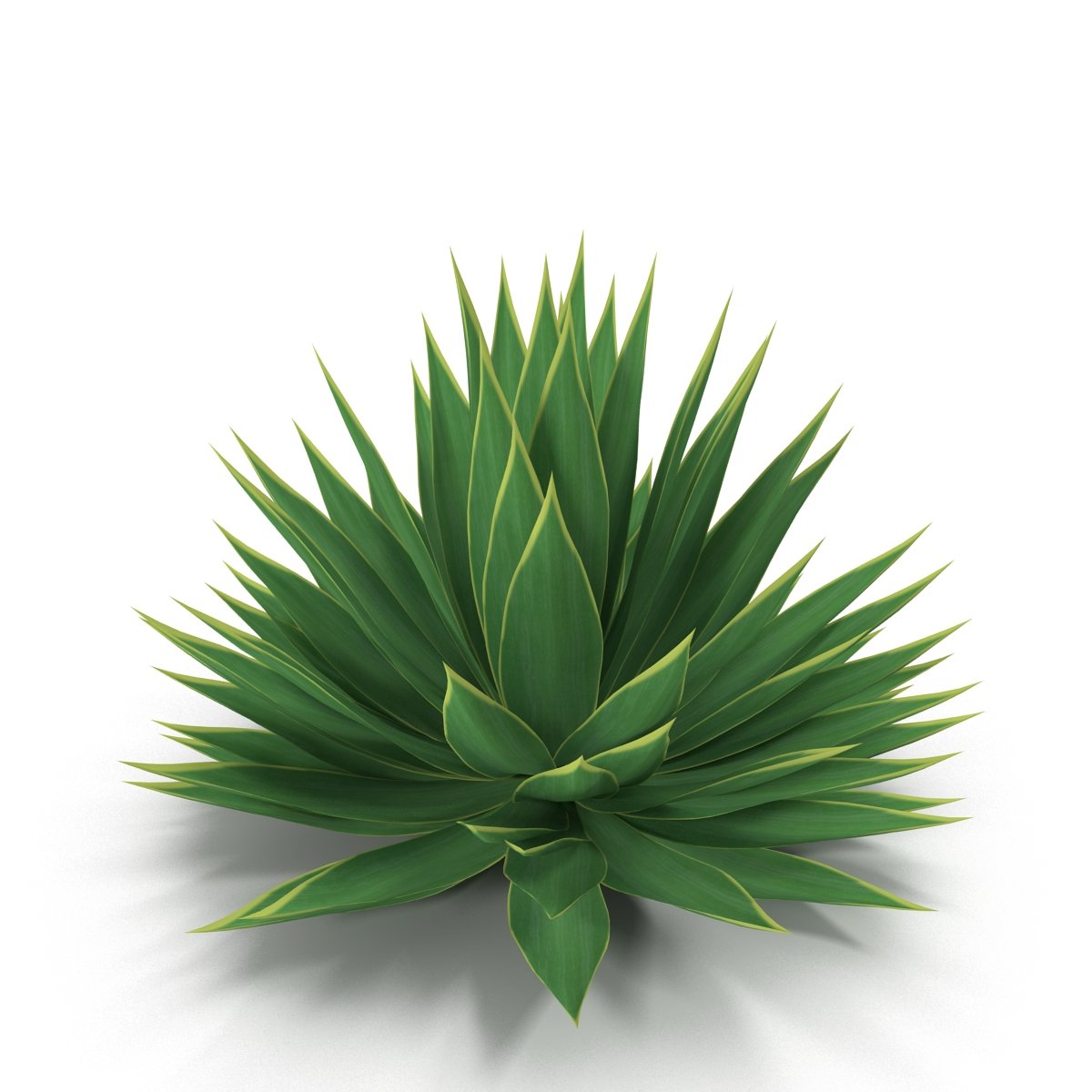 Agave preview image.